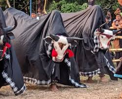 Sejarah dan Prestasi Grup Bantengan Sapto Lembu Mataram (SLM)