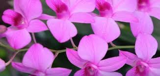 Ekspor Perdana Anggrek Malang ke Amerika Serikat