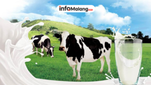 Rekomendasi Toko Susu Sapi Fresh Milk di Kota Batu