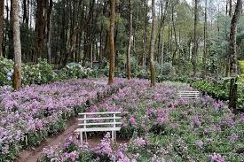 Pesona Kebun Bunga di Wisata Air Terjun Coban Talun, Batu