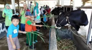 Kampung Sapi Adventure, Wisata Edukasi di Malang