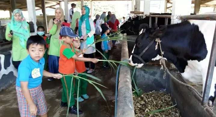 Kampung Sapi Adventure, Wisata Edukasi di Malang