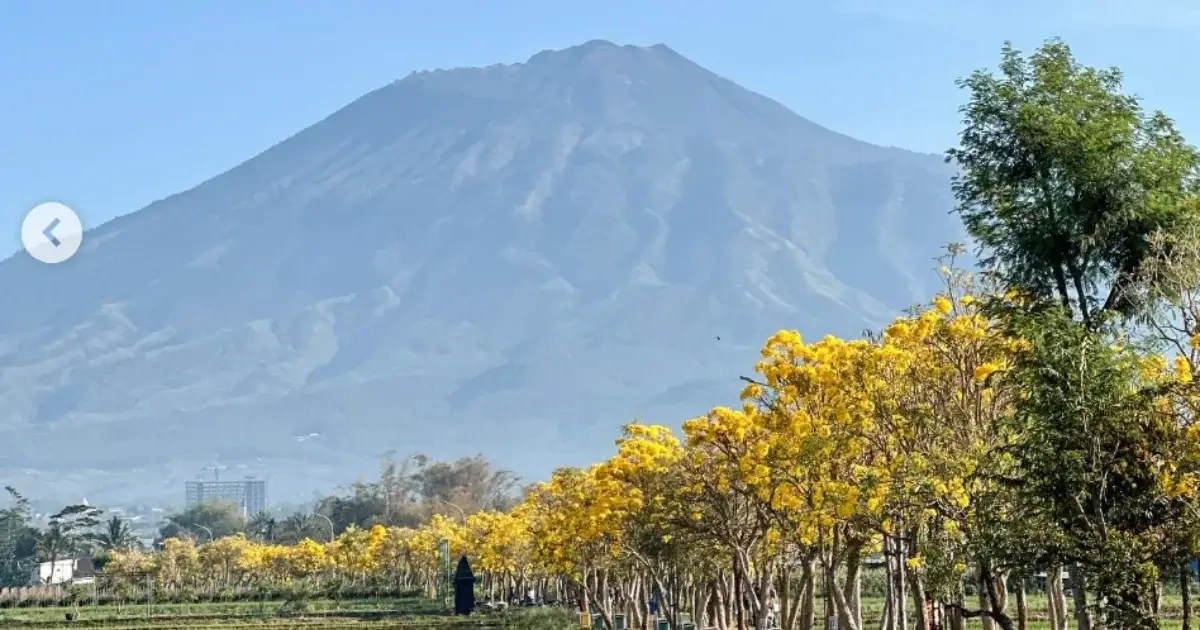 Menikmati Pesona Tabebuya di Malang, 3 Spot Mirip Sakura Jepang