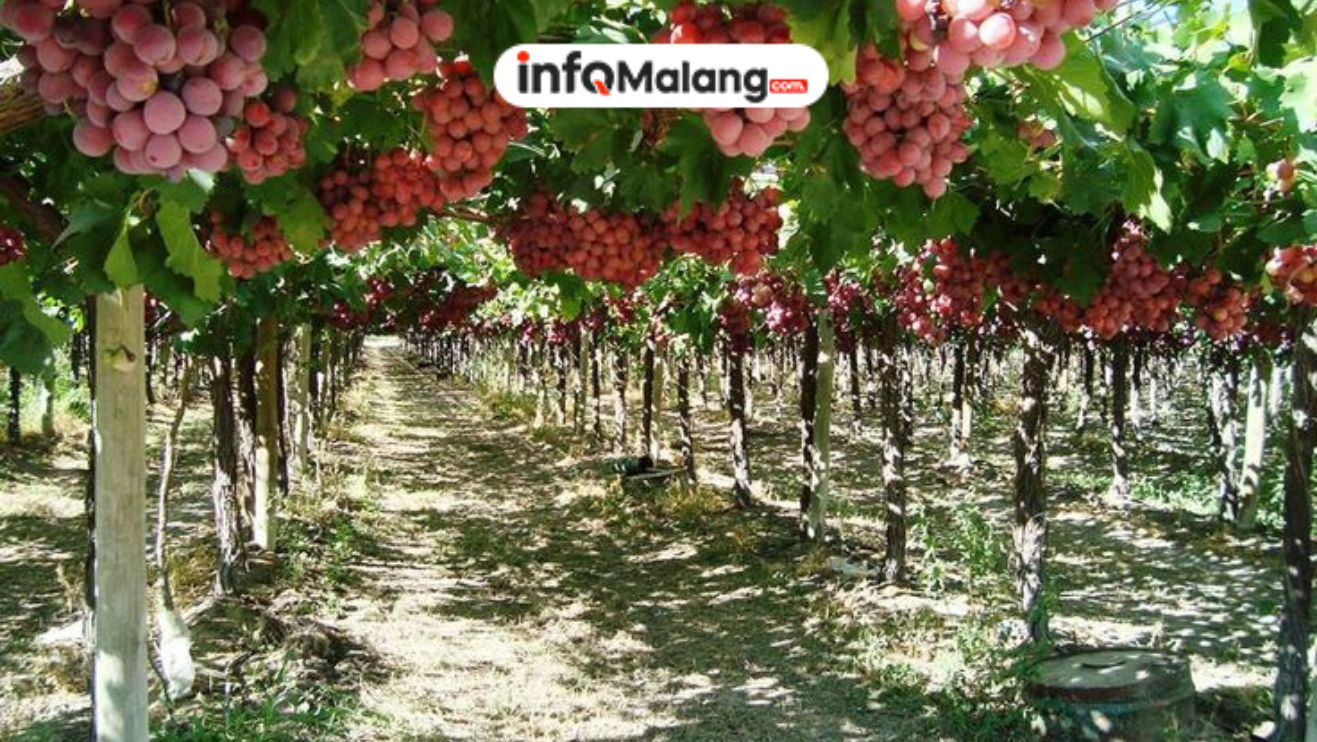 Bapanas Pastikan Anggur Shine Muscat Aman untuk Dikonsumsi Masyarakat