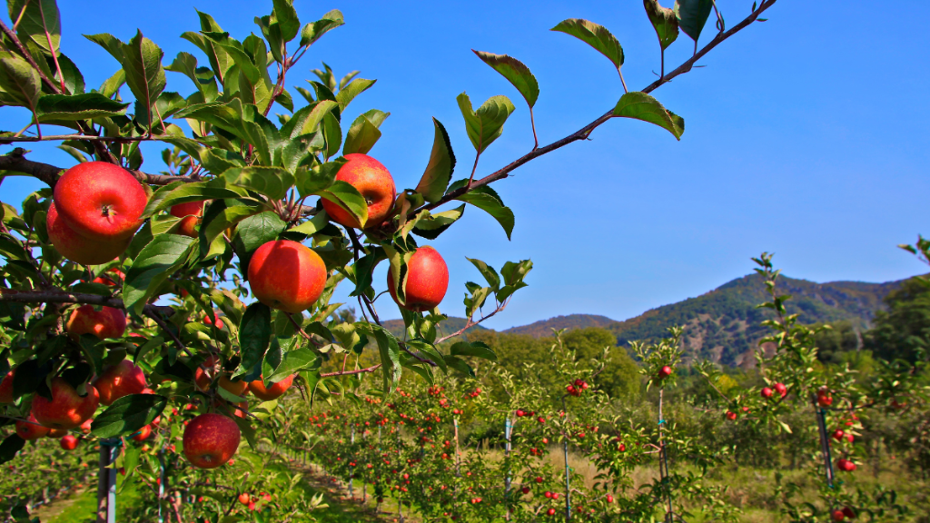 Kebun Apel di Kota Batu: Pesona Wisata Alam yang Menyegarkan