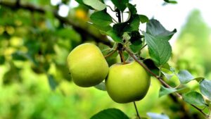 Mengapa Kota Batu Disebut Kota Apel?