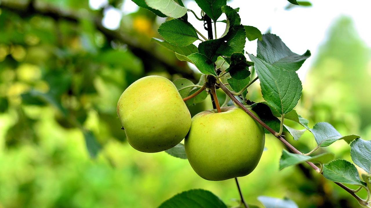 Mengapa Kota Batu Disebut Kota Apel?