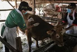 Pemkab Malang Siapkan 10 Ribu Vaksin PMK untuk Hewan Ternak