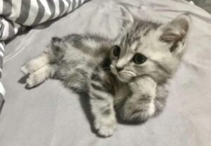 Meow Cat Cafe Malang, Tempat Nongkrong Asyik Pecinta Kucing