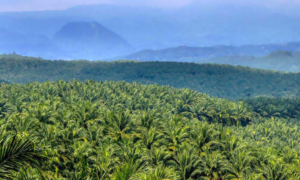 Sawit Sumut: Harta Karun yang Terancam Terbuang?