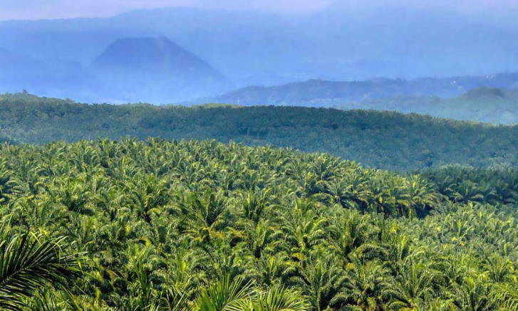 Sawit Sumut: Harta Karun yang Terancam Terbuang?