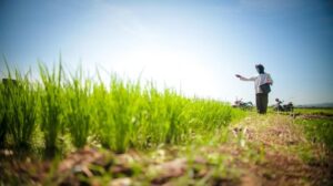 Petani Temukan Harta Karun 16 Kg Emas Saat Gali Sawah!