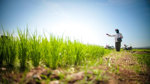Petani Temukan Harta Karun 16 Kg Emas Saat Gali Sawah!