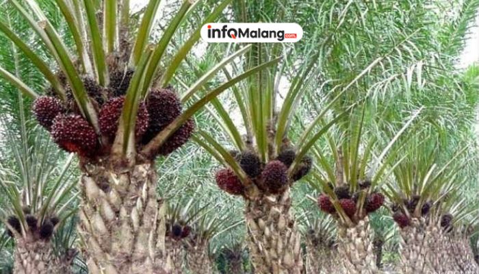 Bisnis Sawit Tetap Moncer Meski Perang! Rahasianya?