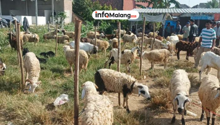 Harga Kambing Kurban di Malang Naik Menjelang Idul Adha 2025, Masyarakat Diminta Belanja Lebih Awal