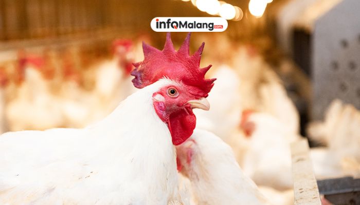 Kaget! Emiten Ayam Raksasa Ini Digugat!