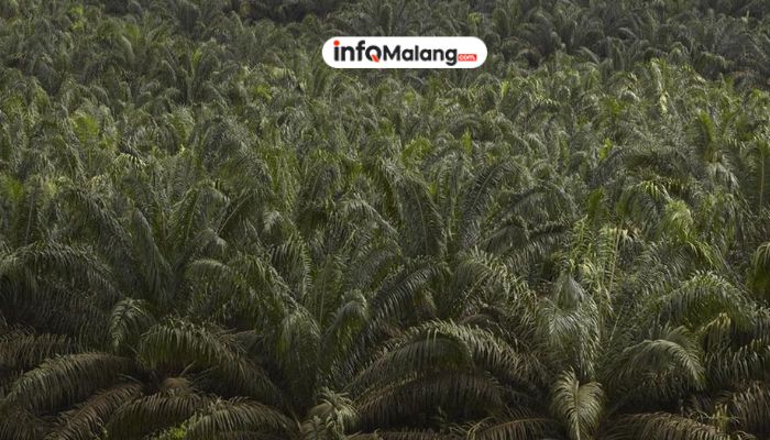 Rahasia Bos Sawit Hadapi Badai Ekonomi Global!