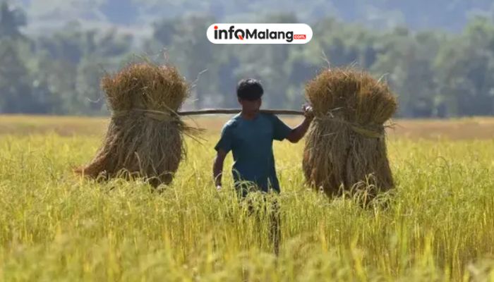 Rahasia Swasembada Pangan Terungkap!