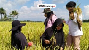 Temukan Harta Karun 16 Kg Emas! Petani Ini Bikin Geger!