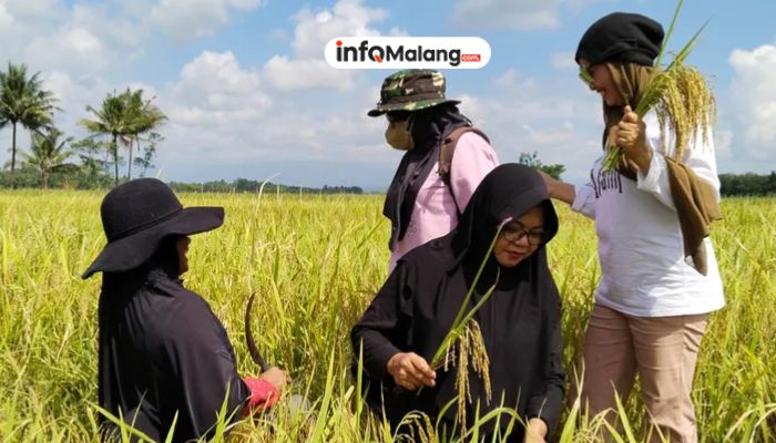 Temukan Harta Karun 16 Kg Emas! Petani Ini Bikin Geger!