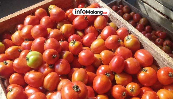 Panen Raya, Petani Tomat Pujon Tersenyum Lebar Berkat Harga Meroket