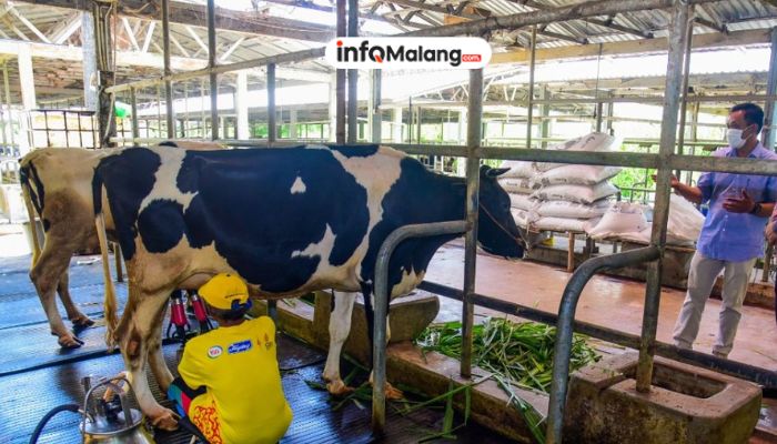 Peternak Sapi Perah di Malang Raup Hasil Maksimal dengan Metode Close House