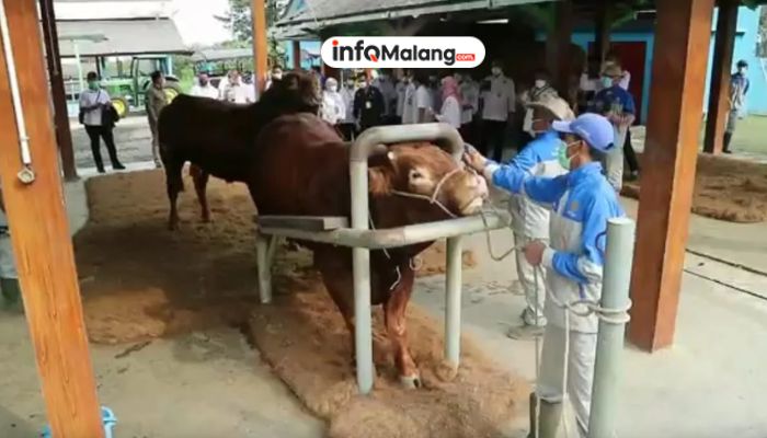 Warga Binaan Ciptakan Alas Sapi Unggul, Kolaborasi Lapas Tulungagung & BBIB
