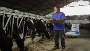 Polbangtan dan KAN Jabung Kembangkan Sapi Perah