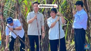 Demi Swasembada Gula, Pemkab Malang Beberkan Rencana Panen Tebu 2025