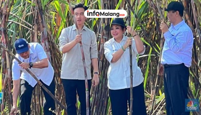 Demi Swasembada Gula, Pemkab Malang Beberkan Rencana Panen Tebu 2025