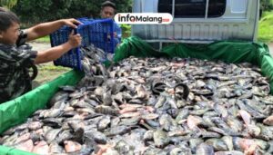 Kabar Baik dari Sektor Perikanan, Kabupaten Malang Panen 7 Ribu Ton Ikan Air Tawar