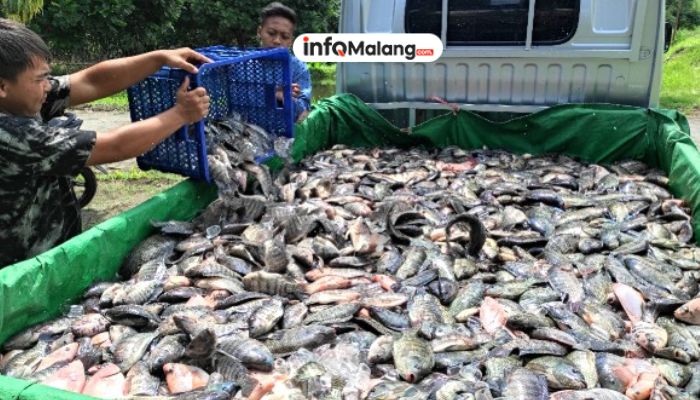 Kabar Baik dari Sektor Perikanan, Kabupaten Malang Panen 7 Ribu Ton Ikan Air Tawar
