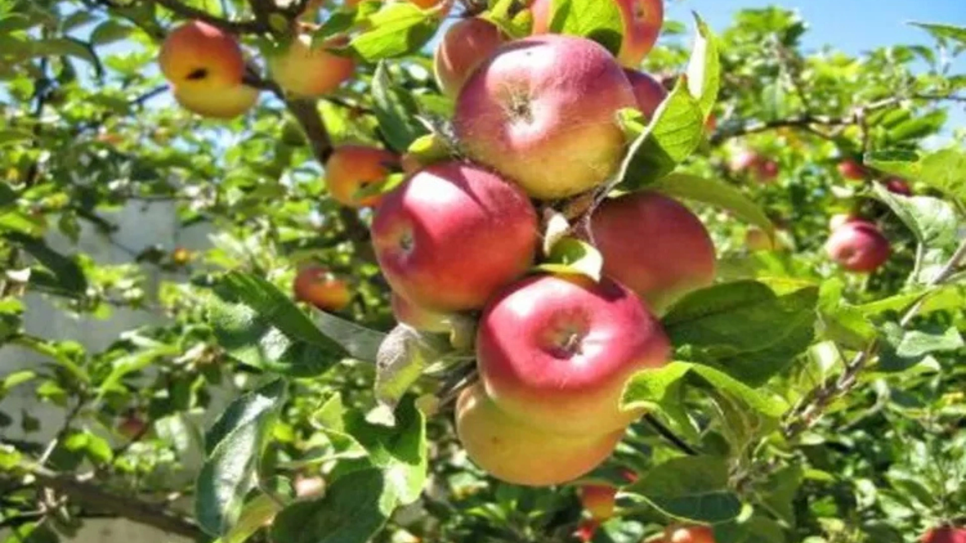 Panduan Wisata Kebun Apel di Malang untuk Liburan Keluarga