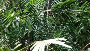 Etanol Ramah Lingkungan: Peneliti UI Ubah Daun Kaliandra Jadi Aditif Bahan Bakar 2025