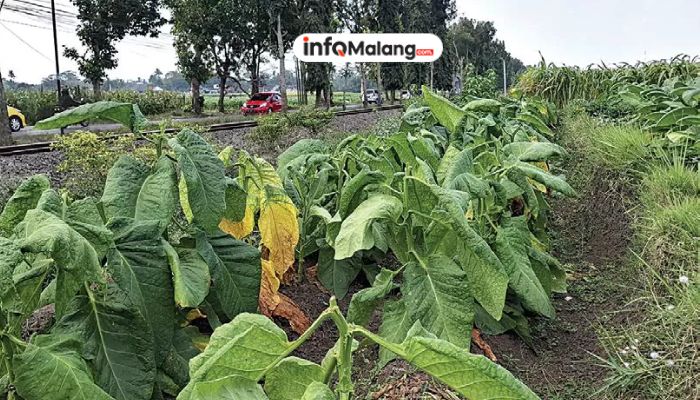 Budidaya Tembakau Kabupaten Malang Melonjak, Tembus 900 Hektare