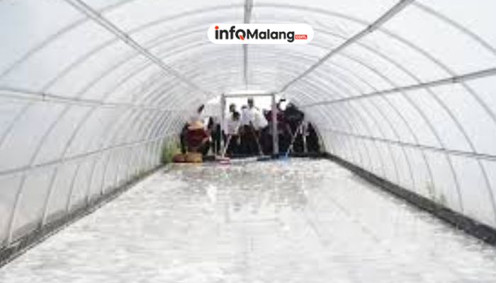 Bupati Malang Dorong Petani Garam Pesisir Selatan, Produksi 100 Ton Diharap Terwujud