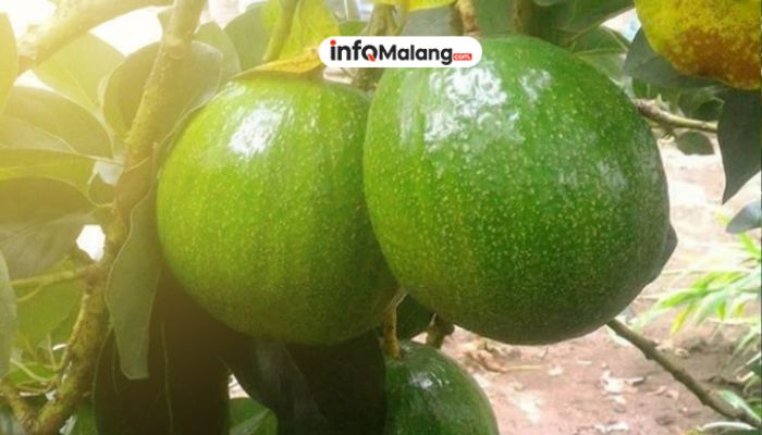 Malang Jadi Sentra Alpukat Unggulan 47 Hektar Lahan, Disiapkan untuk Alpukat Pameling
