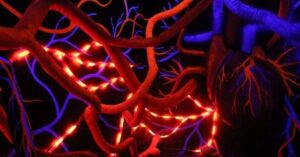 Mengenal Sistem Peredaran Darah, Cara Kerja dan Fungsinya dalam Tubuh