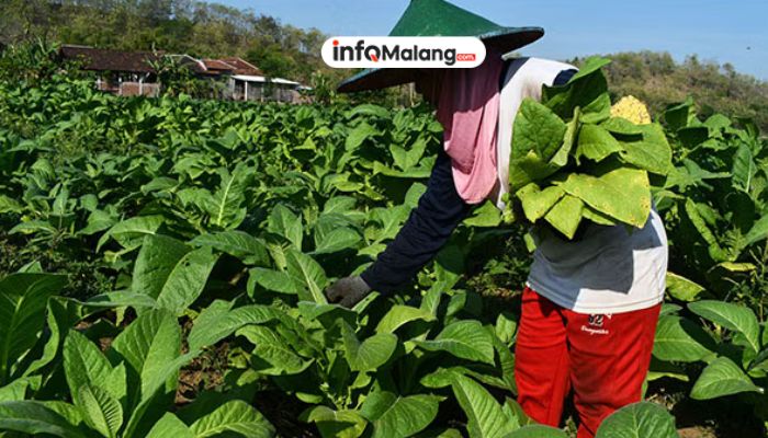 Tembakau Jadi Komoditas Unggulan, Produksi di Kabupaten Malang Bertambah