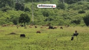 Demi Alam Tetap Lestari, Taman Nasional Indonesia Kurangi Jumlah Pengunjung