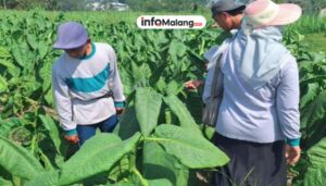 Kualitas Tembakau Malang Dijamin! Puluhan Petani Ikuti Pelatihan Intensif Peningkatan Mutu