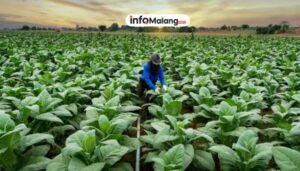 Puluhan Petani Tembakau Kabupaten Malang Ikuti Pelatihan untuk Dongkrak Kualitas Panen