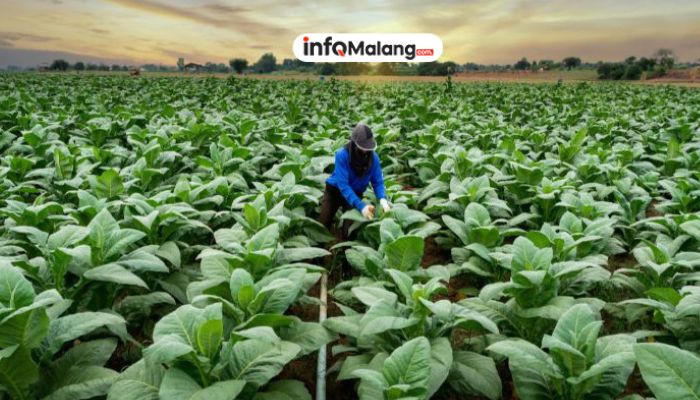 Puluhan Petani Tembakau Kabupaten Malang Ikuti Pelatihan untuk Dongkrak Kualitas Panen