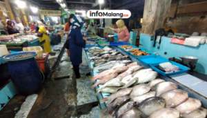 Kenaikan Harga Ikan Laut di Malang Dipicu Cuaca Buruk Cumi Sentuh Rp90 Ribu per Kilogram