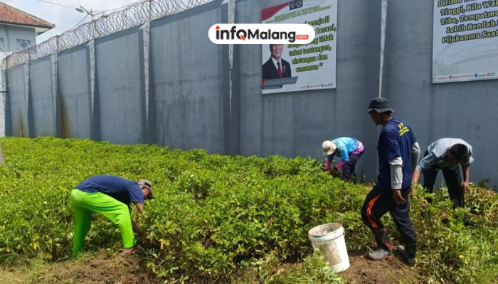 Lapas Malang Kembangkan Pertanian Produktif Lewat Panen Perdana Kacang Tanah