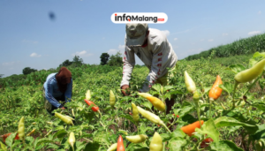 Malang Siapkan Lahan Pertanian Baru untuk Tekan Harga Cabai dan Bahan Pokok