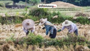 Mentan Optimistis Food Estate Jadi Solusi Krisis Harga Beras