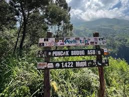 Hidden Gem Budug Asu, Healing Terbaik di Puncak dengan Hutan Pinus dan Udara Paling Dingin di Malang