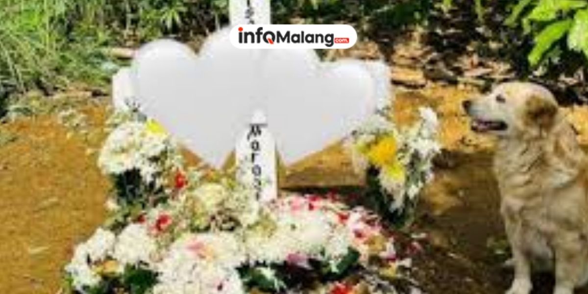 Setia Hingga Akhir, Anjing Ini Tak Bisa Menahan Kesedihan Saat Majikannya Meninggal Dunia