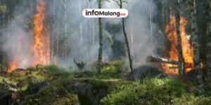 Upaya Bersama Mengendalikan Kebakaran Hutan untuk Menjaga Lingkungan